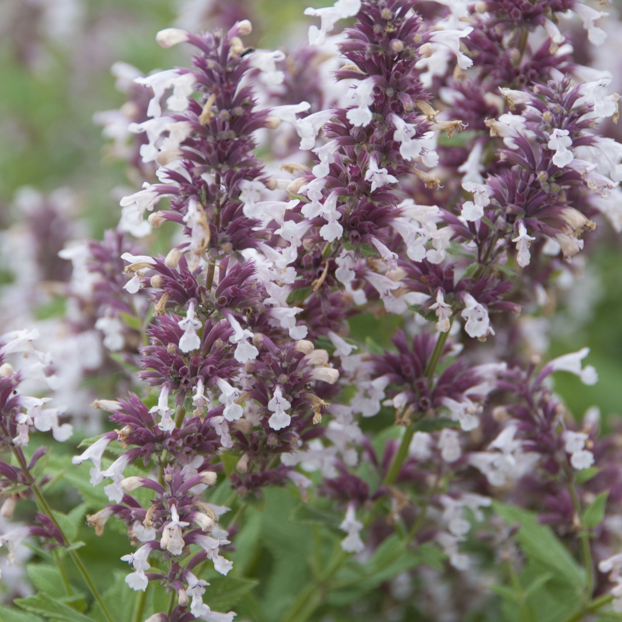 Nepeta grandiflora 'Dawn to Dusk' (Young Perennial) PRE ORDER SPRING '26