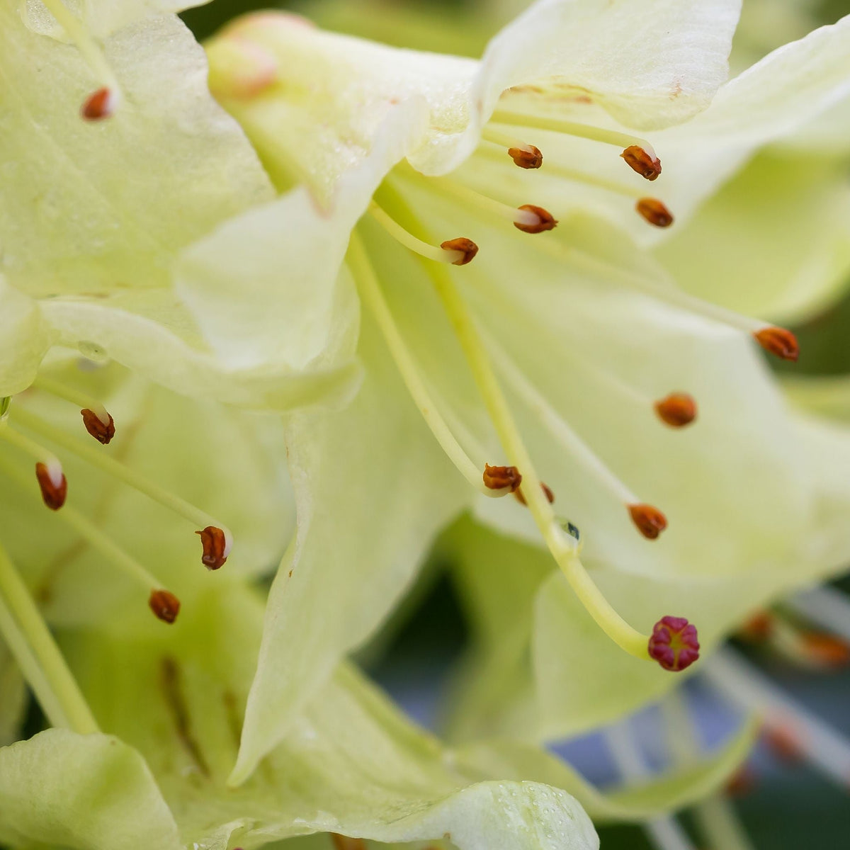 Dwarf Rhododendron &#39;Wren&#39; 1L