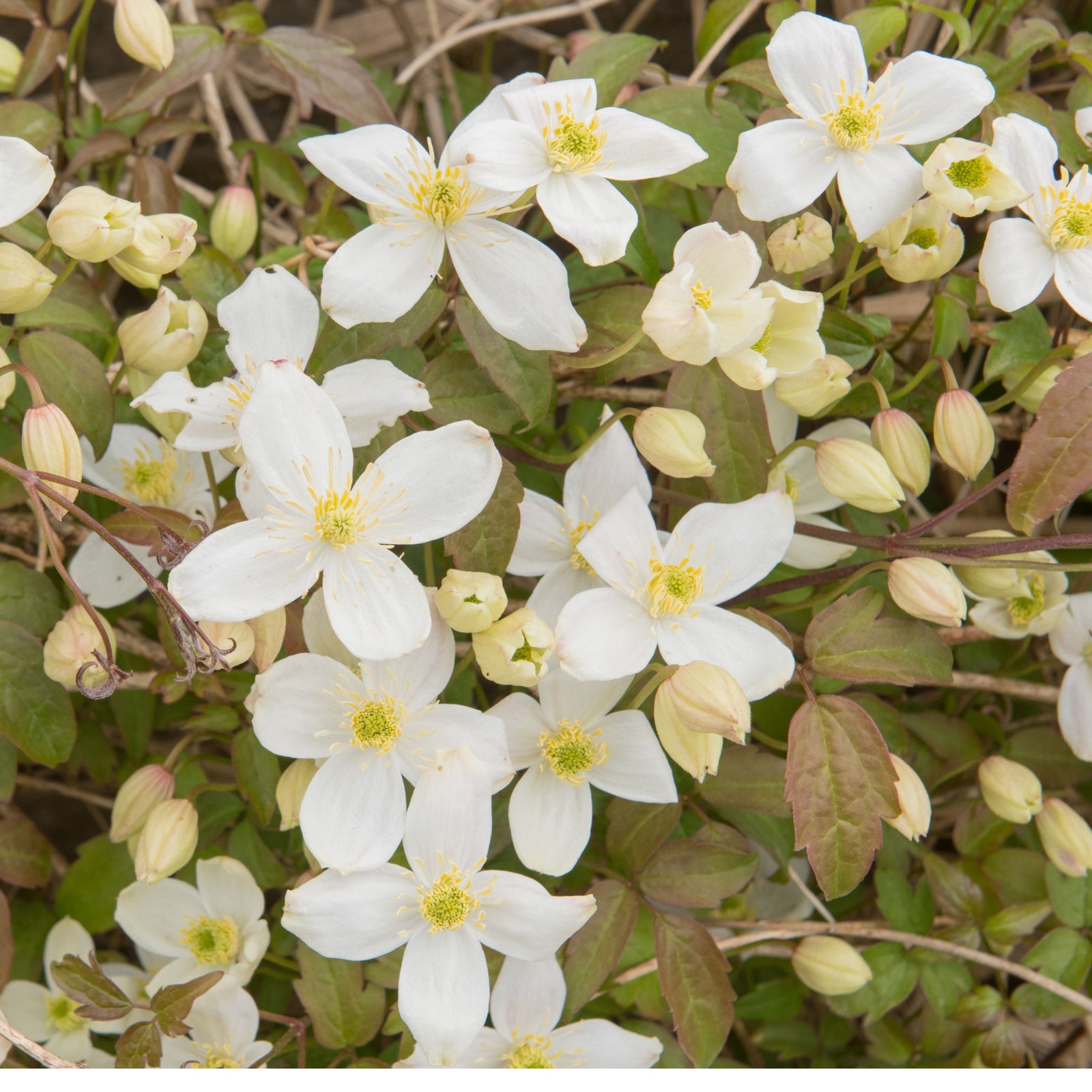 The Clematis montana Grandiflora 60cm features dense white blooms with yellow centers and creamy buds, set among green and reddish leaves, creating a striking display against a garden pergola backdrop.