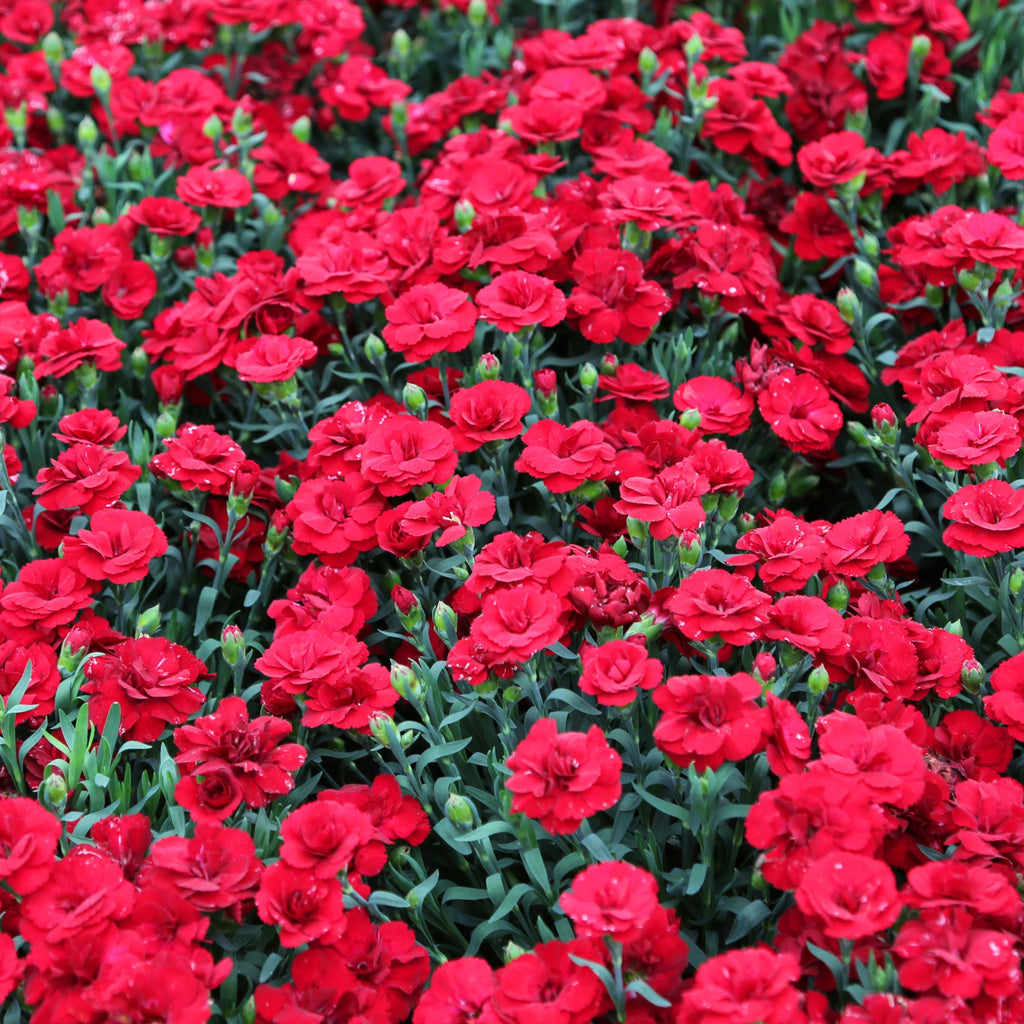 Dianthus, Border Pinks - Sunflor Red Allure