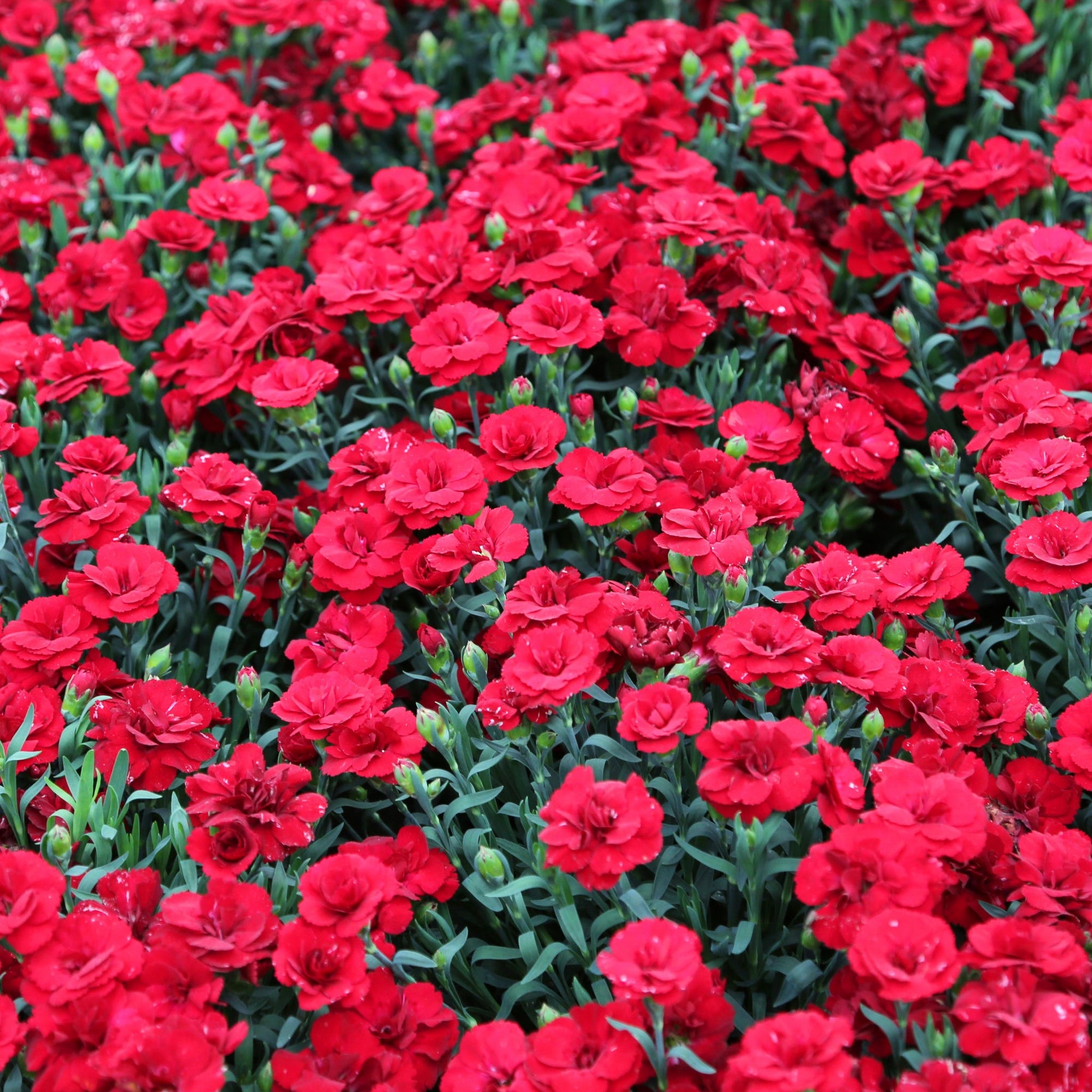 Dianthus 'Red Allura' 3L