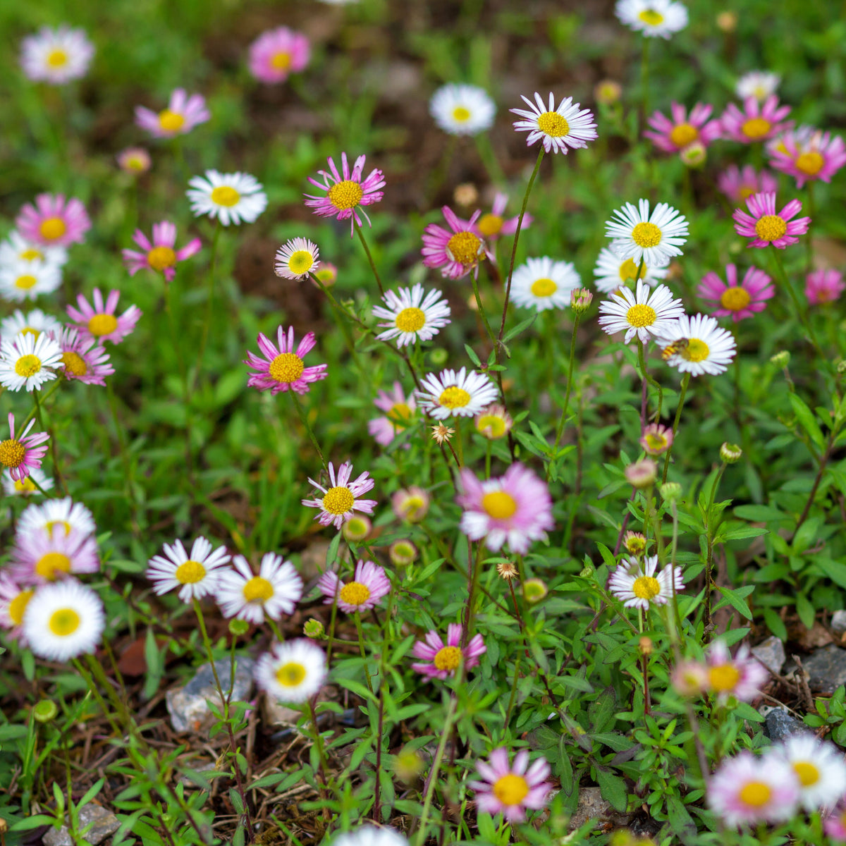 Erigeron karvinskianus &#39;Sea of Blossom&#39; 9cm