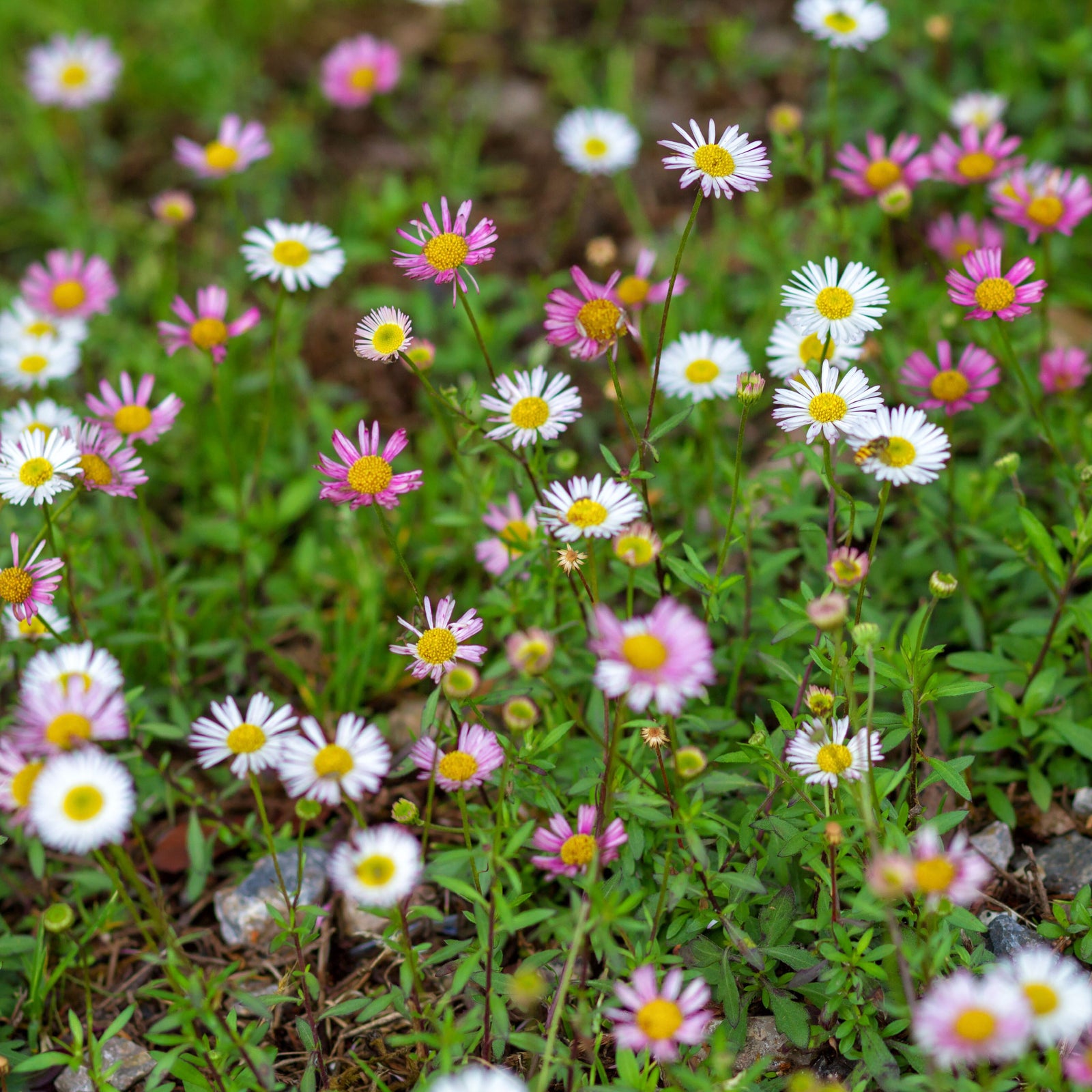 Erigeron karvinskianus 'Sea of Blossom' 9cm