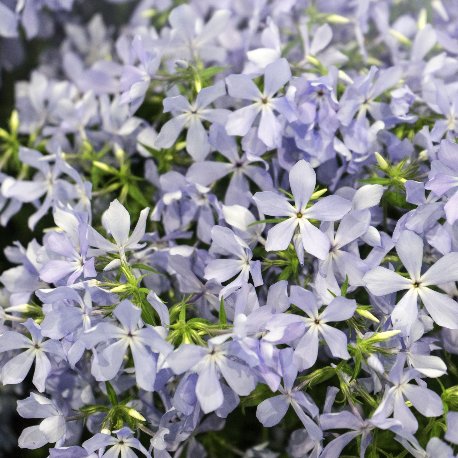 Phlox divaricata 'Clouds of Perfume' 9cm offers enchanting woodland blooms and creates a lush, shade-loving perennial ground cover.