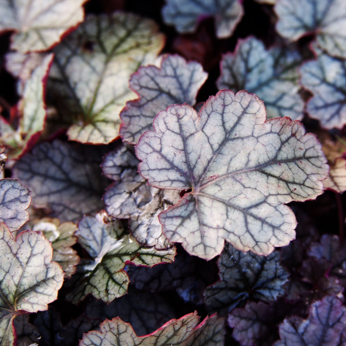 Heuchera &#39;Silverberry&#39; 2L