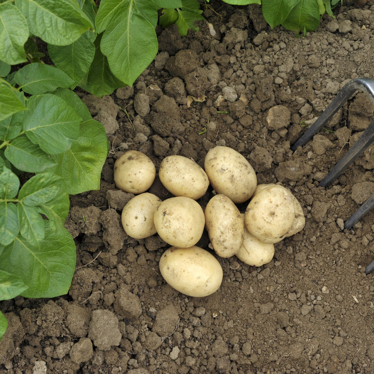 Freshly harvested Pentland Javelin Seed Potatoes 2KG rest on soil beside green leaves and a garden fork—a top choice for first early potatoes, prized for high yields.