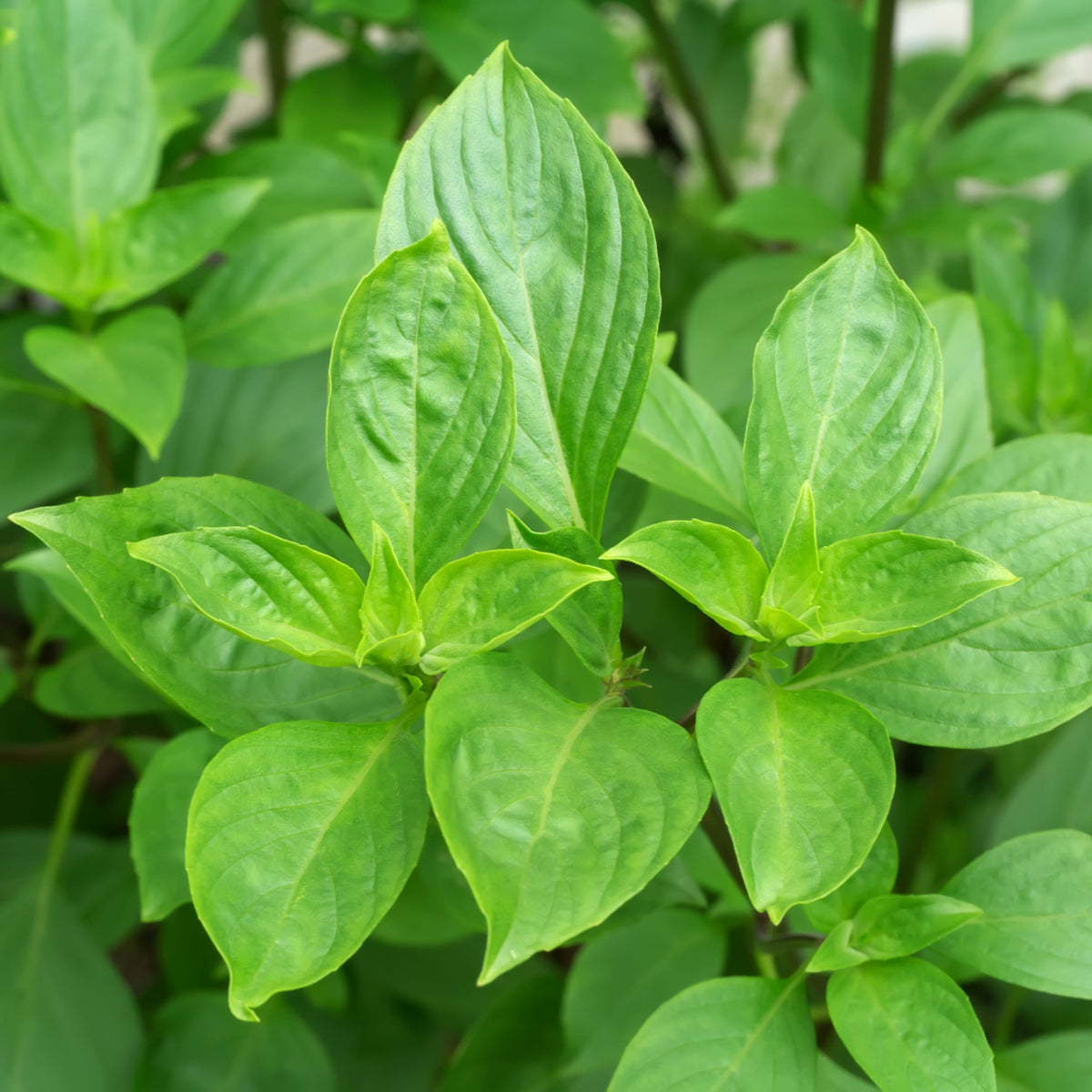 Close-up of Sweet Basil (Herb) 9cm shows fresh green, smooth, pointed, and glossy leaves with visible veins. The lush, well-lit background features more green foliage, highlighting this vibrant kitchen herb.