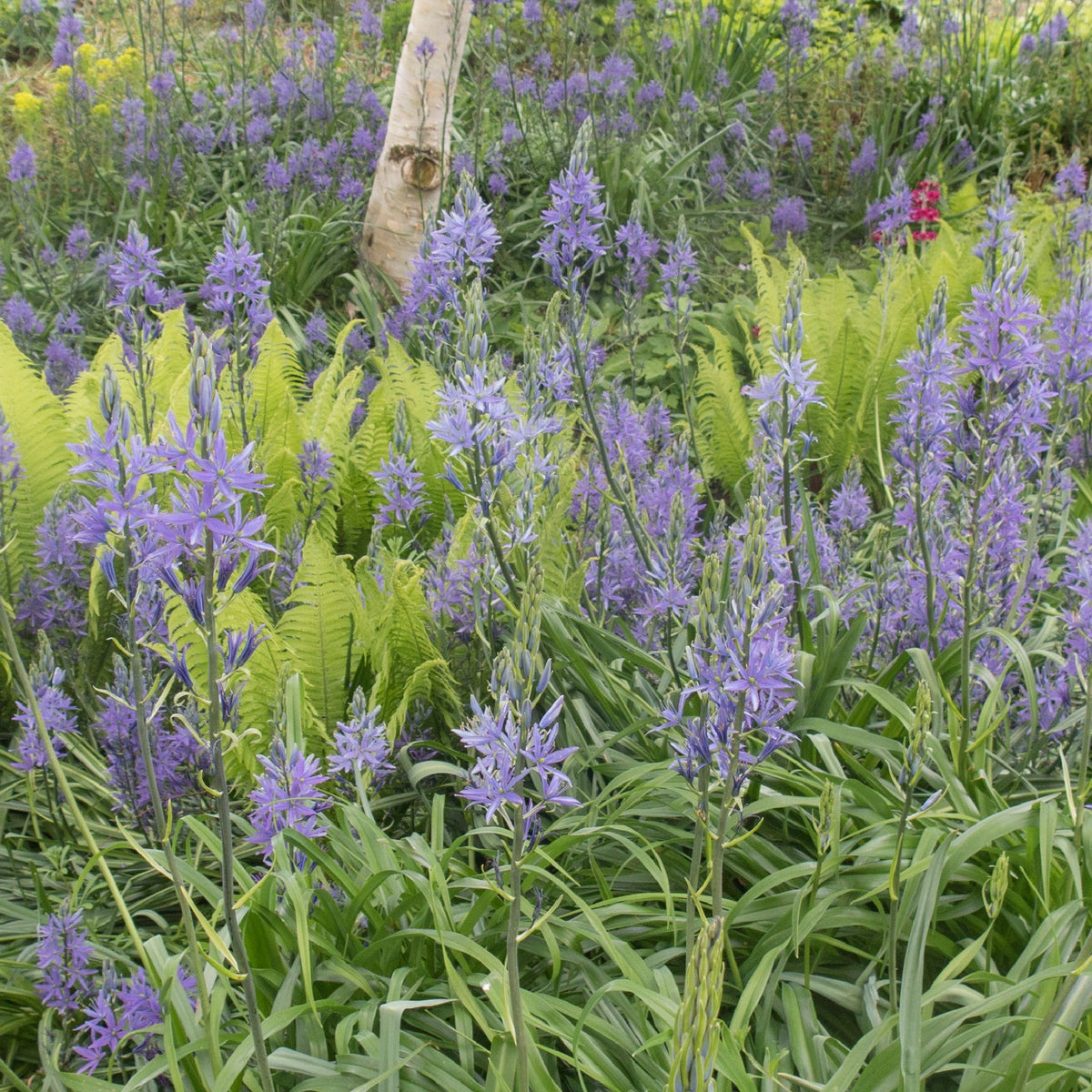 Camassia leichtlinii ‘Caerulea’ 9cm Pot