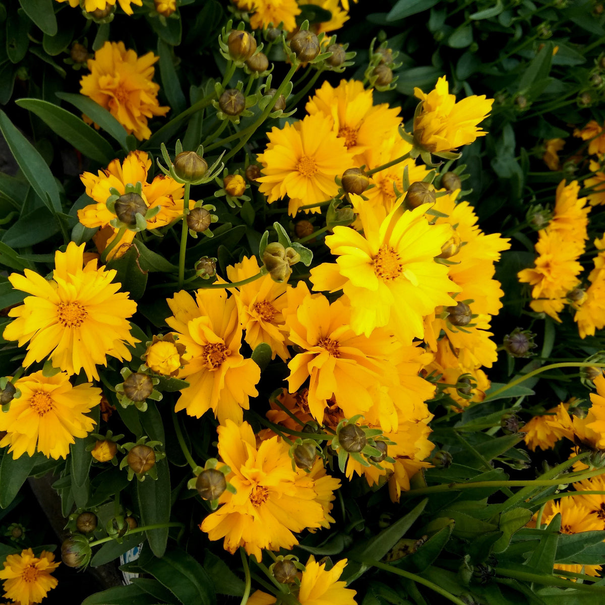Coreopsis grandiflora &#39;Presto&#39; 9cm features bright yellow, fringed blooms densely clustered among green leaves and buds. This compact, drought-resistant perennial is ideal for vibrant, low-maintenance gardens.