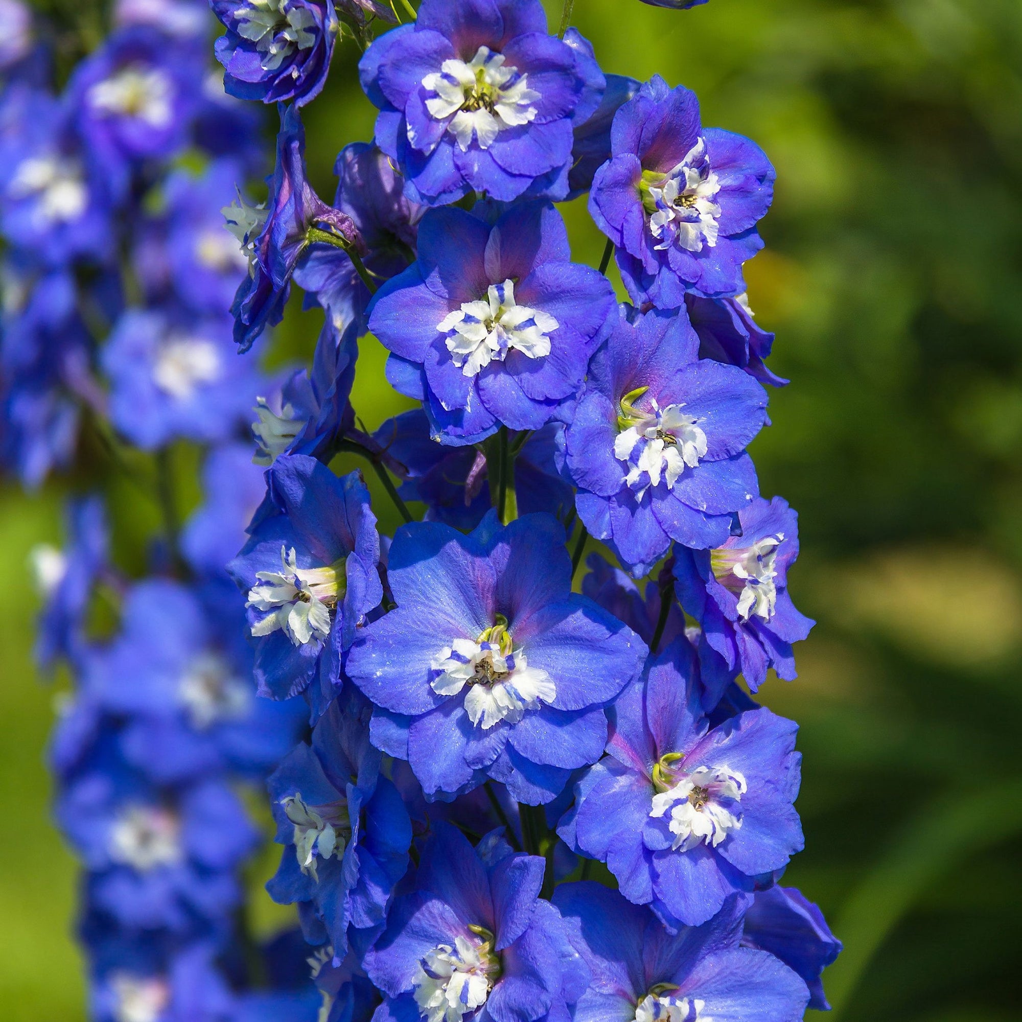 Delphinium elatum Guardian Blue 3L