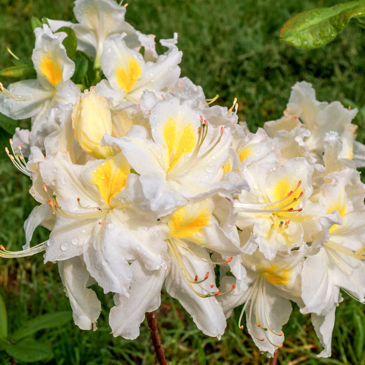 Clusters of white trumpet-shaped blooms with pale yellow petals adorn the Azalea knaphill &#39;White Throat&#39; 5L (80-90cm inc. pot), standing out against lush green grass.