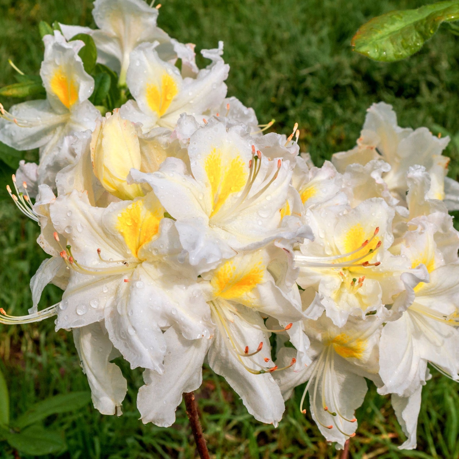 Clusters of white trumpet-shaped blooms with pale yellow petals adorn the Azalea knaphill 'White Throat' 5L (80-90cm inc. pot), standing out against lush green grass.