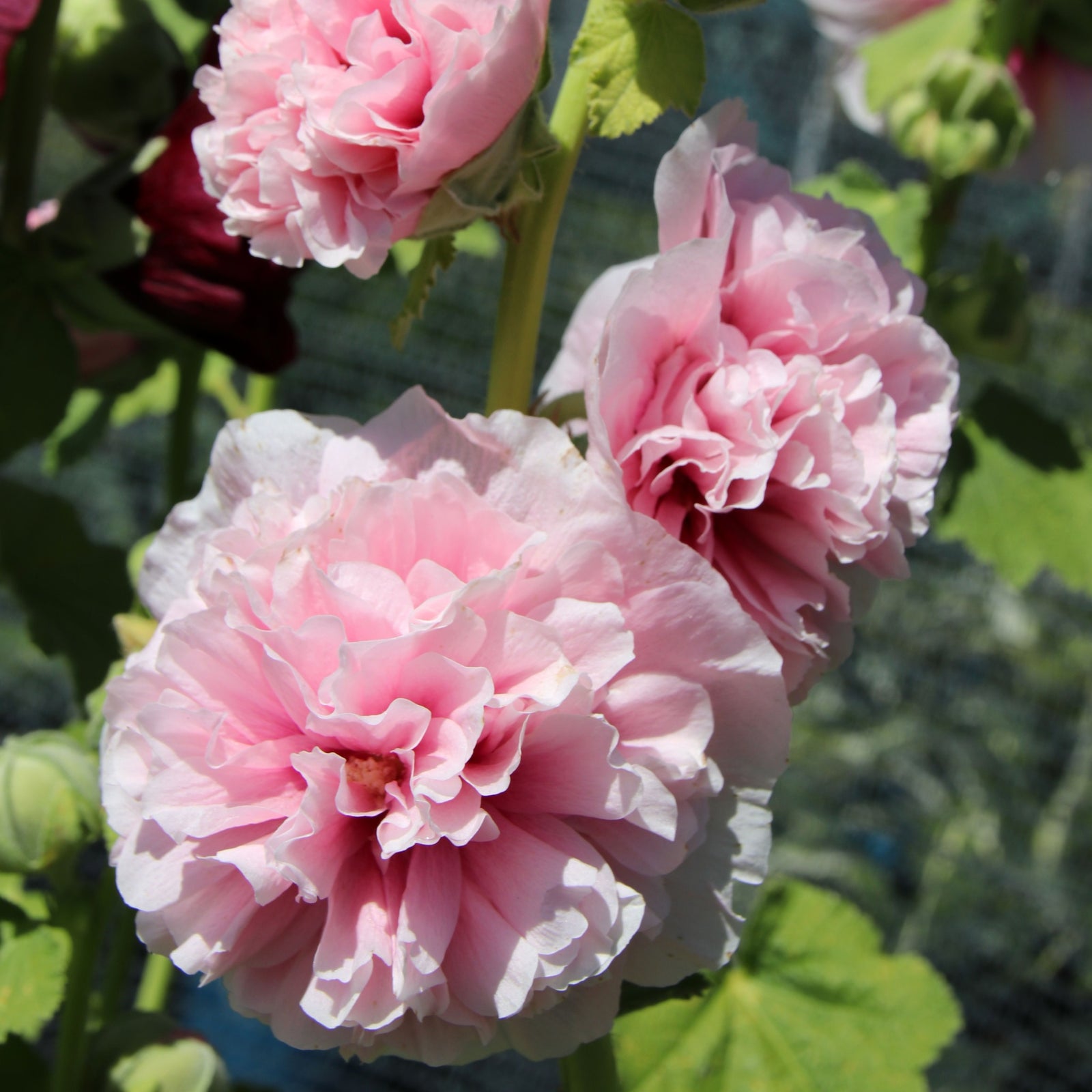 Close-up of two large, ruffled, light pink Alcea rosea plena 'Charters Rose Pink' flowers in bloom amid green leaves—this classic perennial in a 9cm pot is a cottage garden favorite, shown with a softly blurred background.