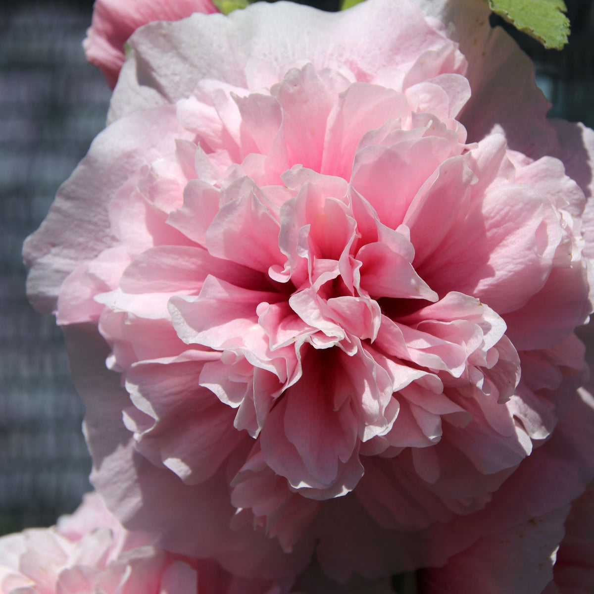 Close-up of Alcea rosea plena &#39;Charters Rose Pink&#39; 9cm shows its ruffled petals glowing in soft sunlight. The blurred background evokes cottage gardens, highlighting the flower’s delicate layers and lush texture.