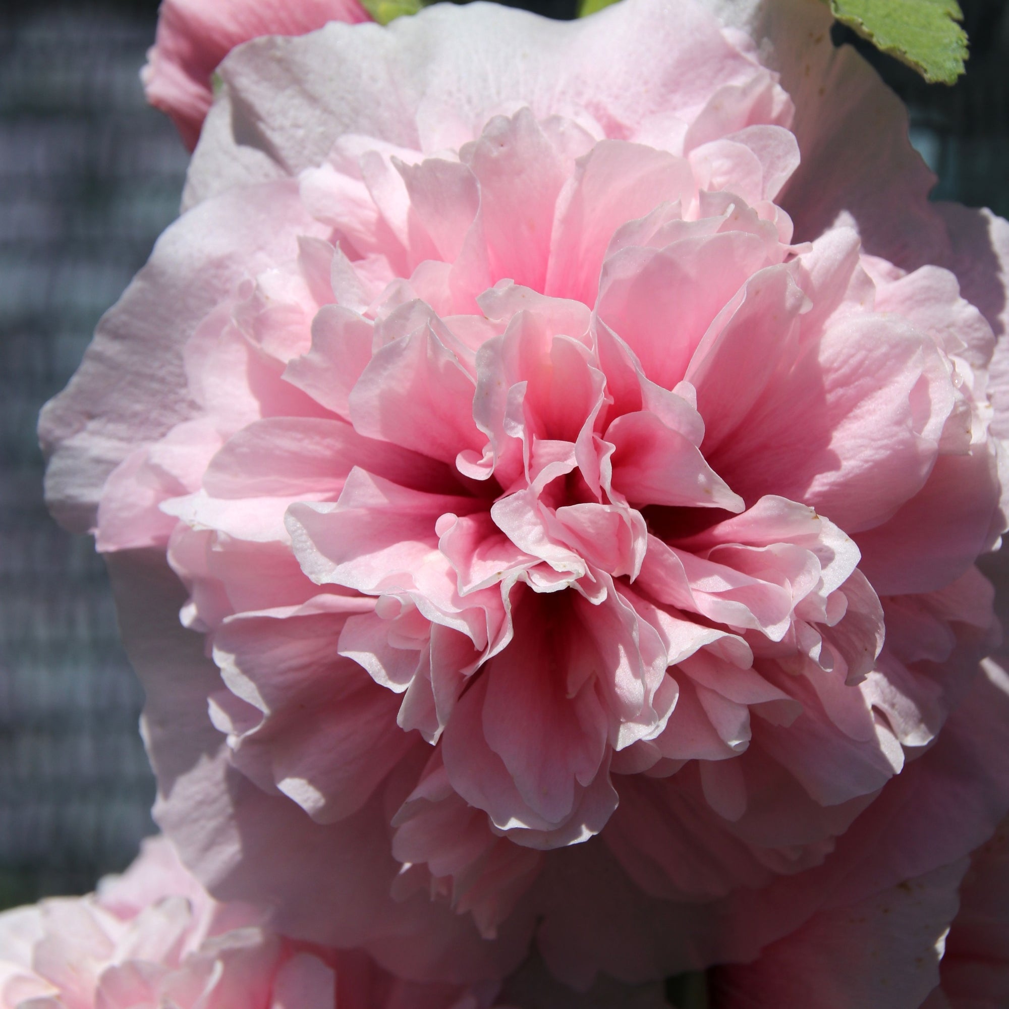 Alcea rosea plena 'Charters Rose Pink' 9cm