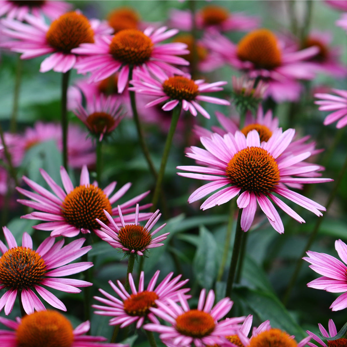Echinacea &#39;Magnus&#39; 9cm Pot
