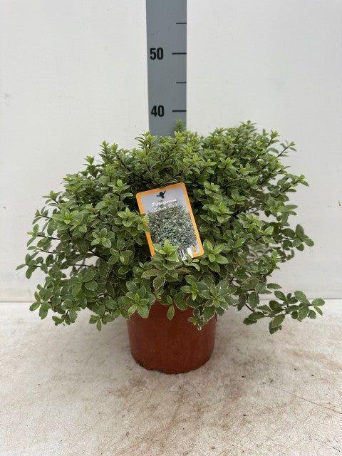 Pittosporum tenuifolium 'Silver Ball' 2L / 3L