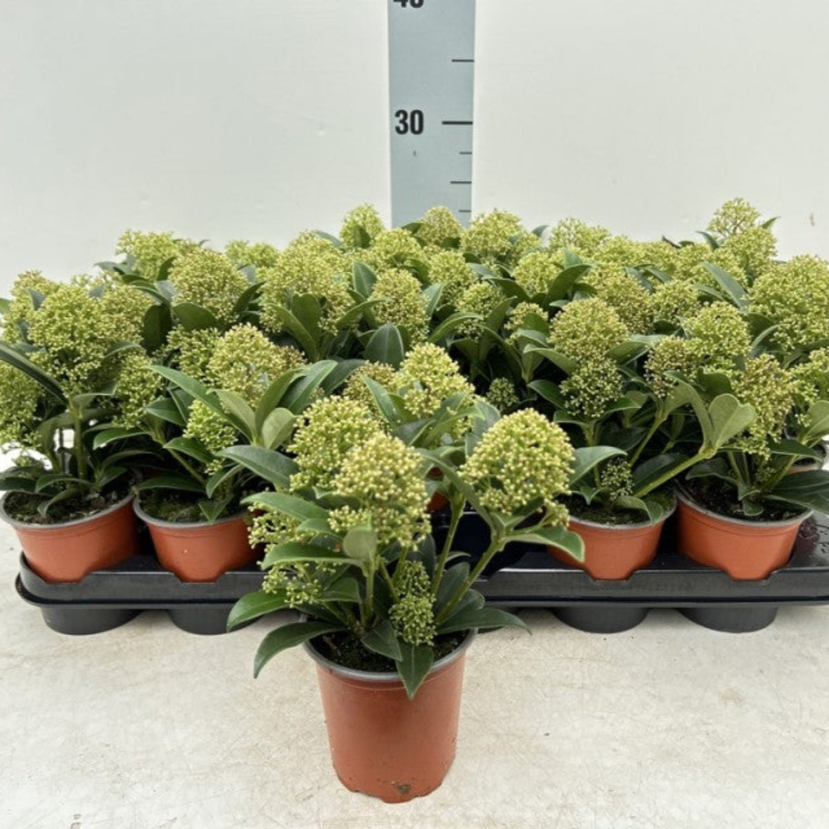 Skimmia japonica &#39;Marlot&#39; 9cm