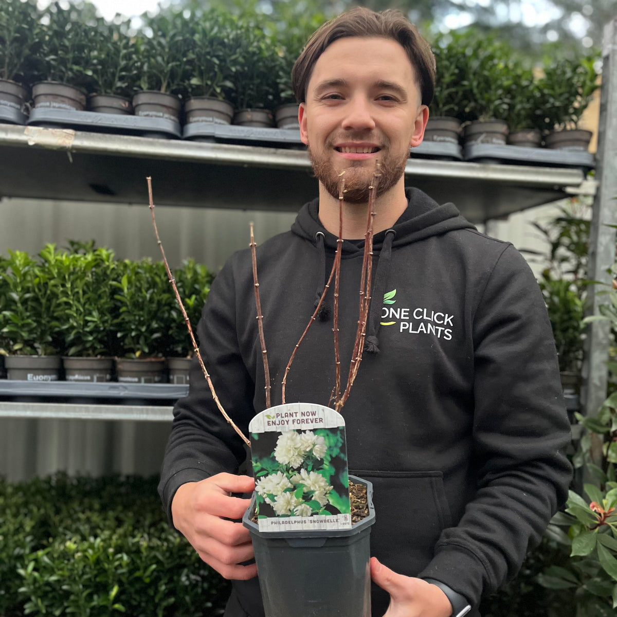 A man in a black One Click Plants hoodie smiles while holding a potted Philadelphus &#39;Snowbelle&#39; (9cm–5L), known for its fragrant white blooms, in a garden center surrounded by other potted plants.
