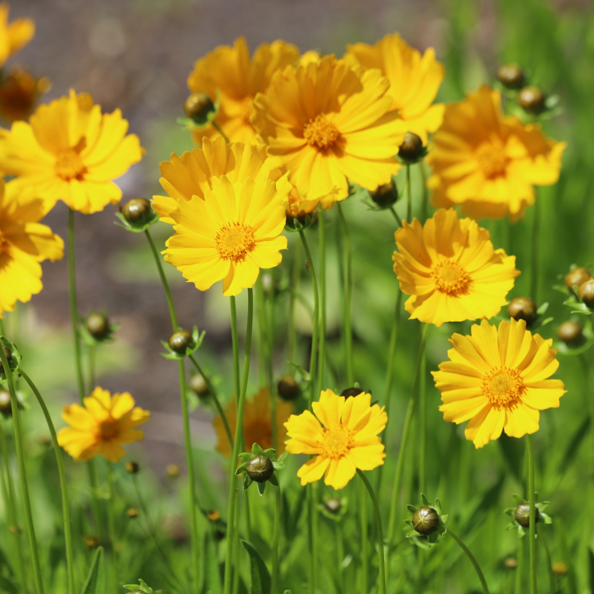 Coreopsis grandiflora 'Solanna Bright Touch' (Young Perennial) PRE ORDER SPRING '26