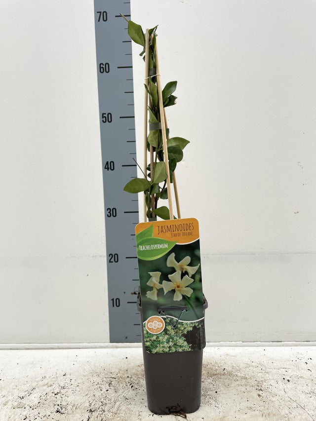 A potted Trachelospermum jasminum &#39;Star of Toscana&#39; (Yellow Evergreen Star Jasmine) stands before a height chart, its green leaves climbing wooden stakes. The label features this evergreen climber’s fragrant yellow star-shaped blooms.