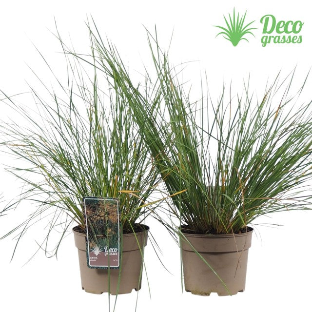 Two Stipa gigantea (Golden Oats) ornamental grass plants in 9cm / 3L pots with slender green leaves are shown against a white background, featuring a plant tag and Deco grasses logo—ideal for year-round garden interest.