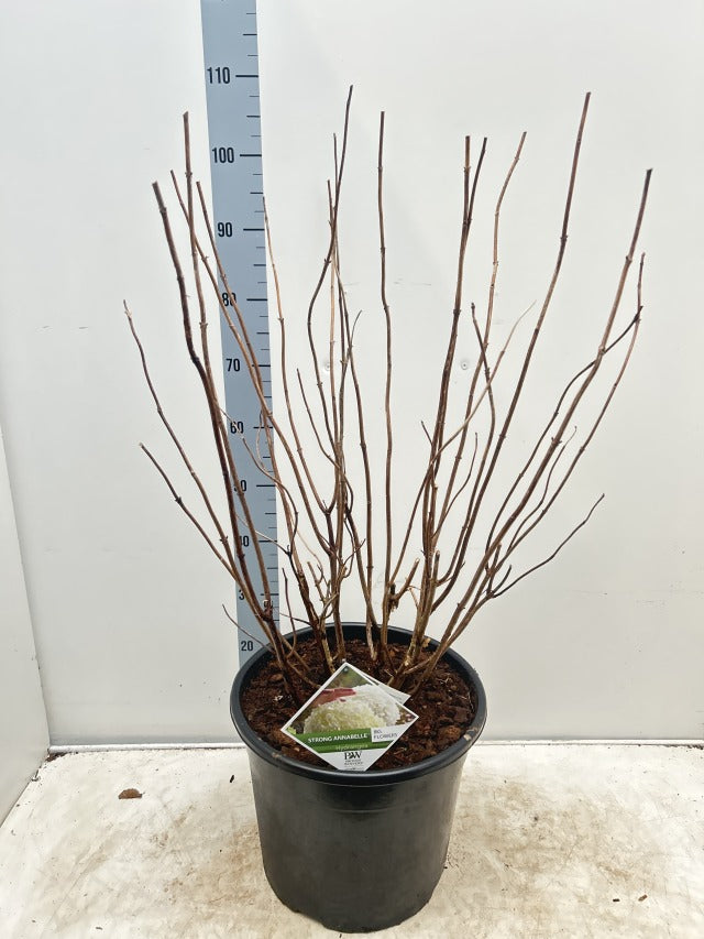Hydrangea arborescens &#39;Incrediball&#39; / &#39;Strong Annabelle&#39; 3L / 5L / 7.5L / 10L / 20L