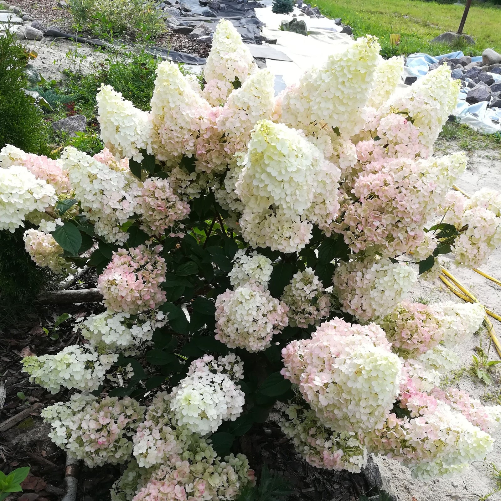 A close-up of the Patio Hydrangea paniculata 'Sundae Fraise’ Tree (5L, 120-130cm), featuring clusters of pink to creamy white blooms with a blurred green backdrop—ideal for long lasting garden color.