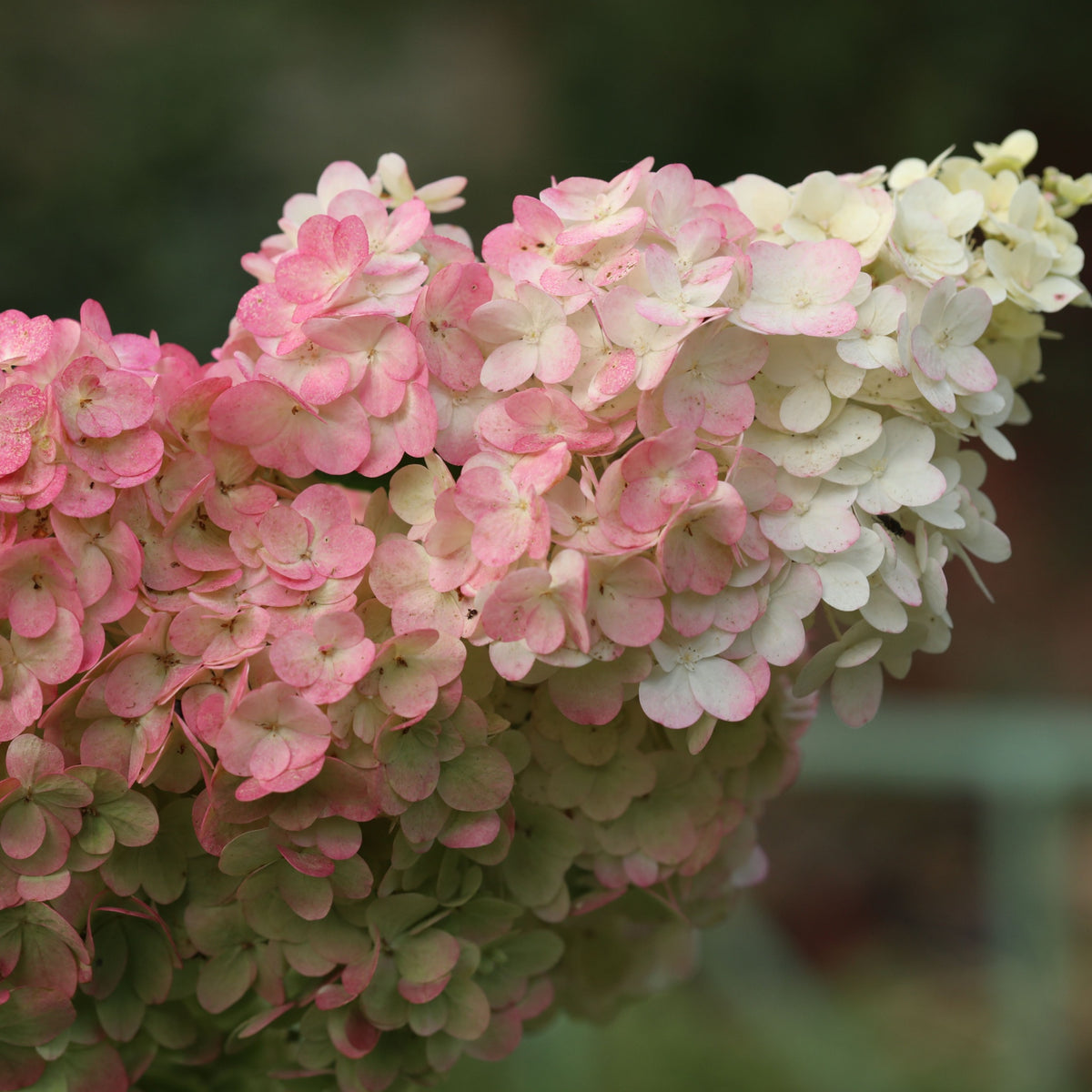 A close-up of the Patio Hydrangea paniculata &#39;Sundae Fraise’ Tree (5L, 120-130cm), featuring clusters of pink to creamy white blooms with a blurred green backdrop—ideal for long lasting garden color.