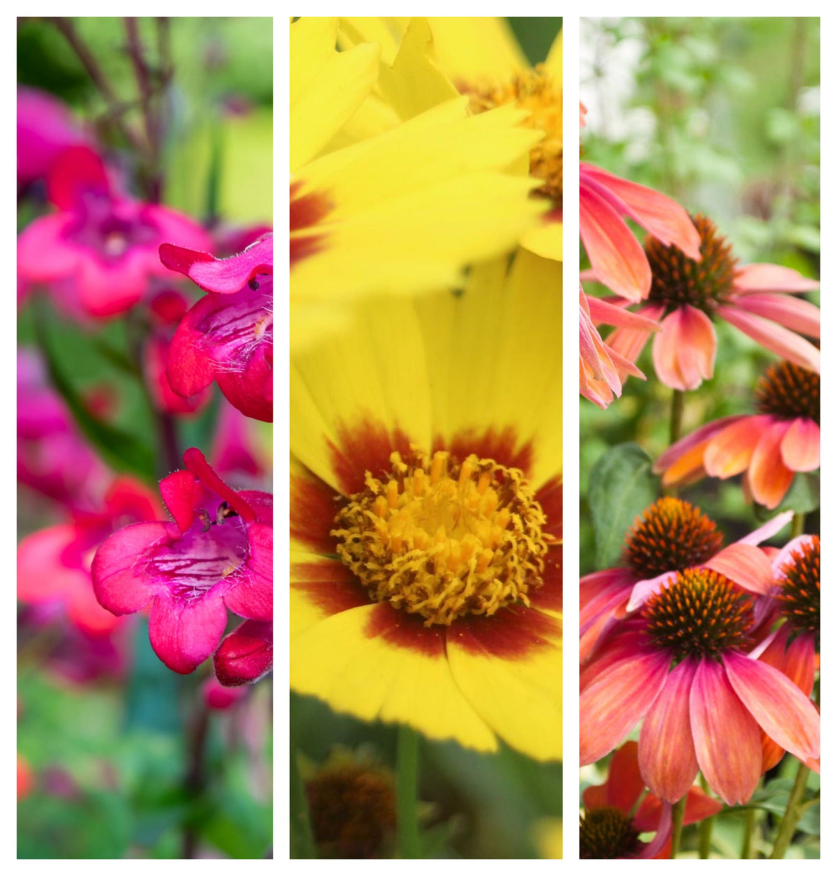 A collage of three vertical panels showcases Flaming Sunset (3 x 9cm Pots): bright pink penstemon, yellow and red coreopsis, and orange coneflowers—perennials blooming June to October—set against lush green foliage.