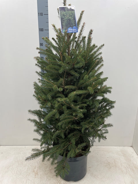 A Potted Real Christmas Tree (Picea pungens Super Green, 100-120cm) stands before a height chart, displaying dense green needles and a plant tag attached to its top.