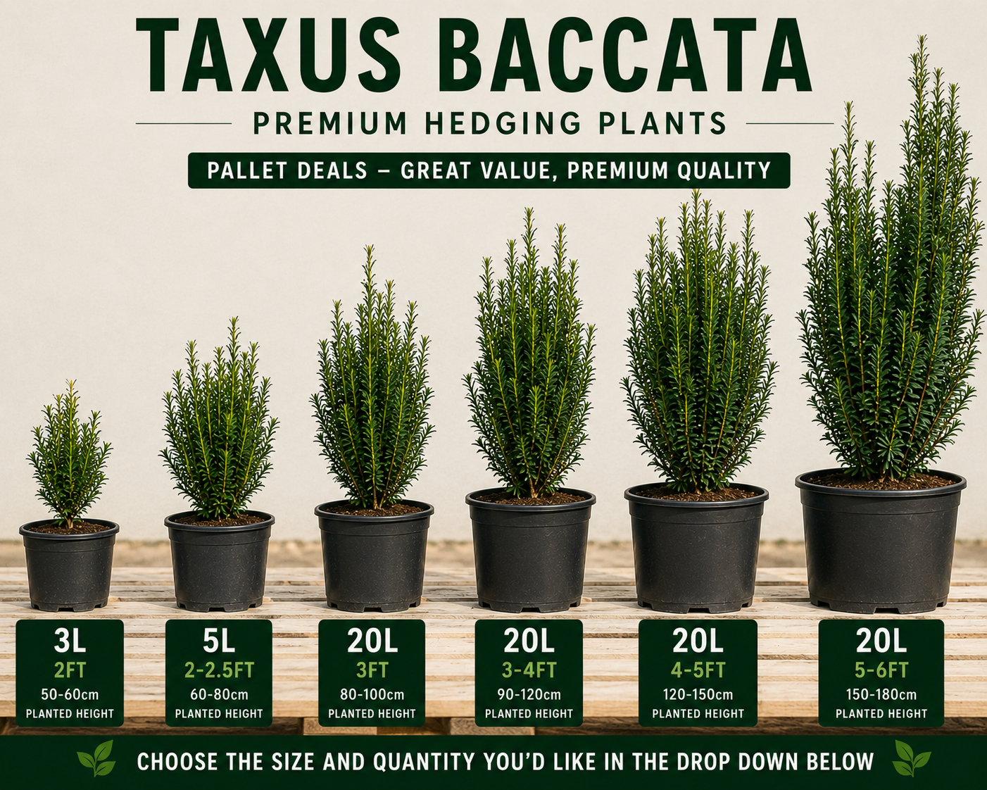 Taxus Baccata (Yew) Hedge Plants - Pallet Deal
