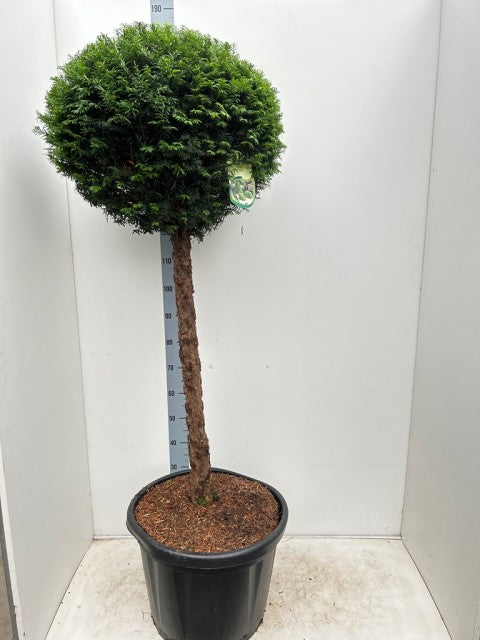 Yew Ball on Stem - Taxus Baccata 45L 170-180cm (STEM 80cm)