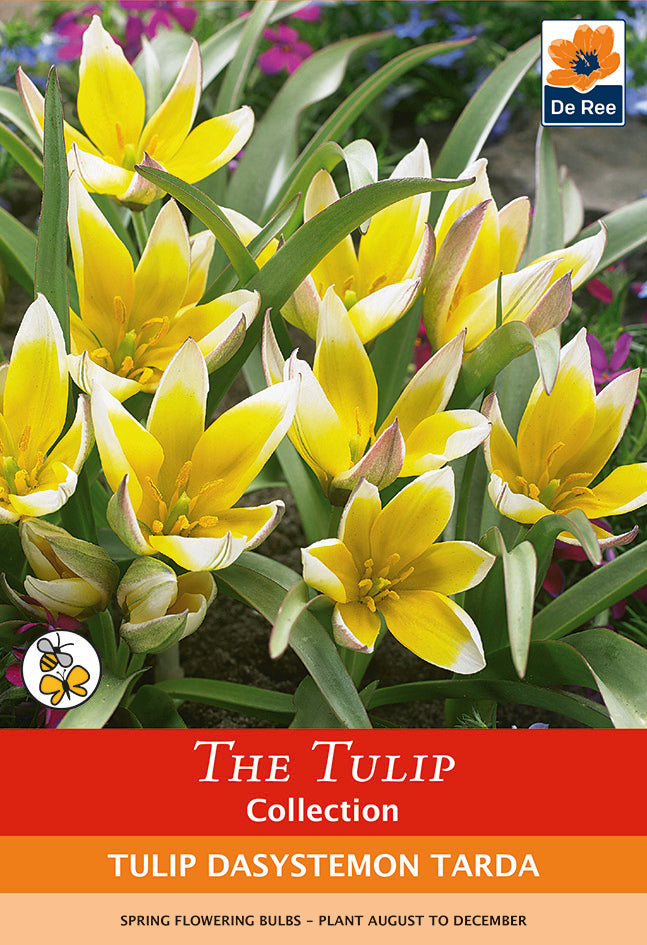 Tulip Bulbs  - Dasystemon Tarda 8 bulbs