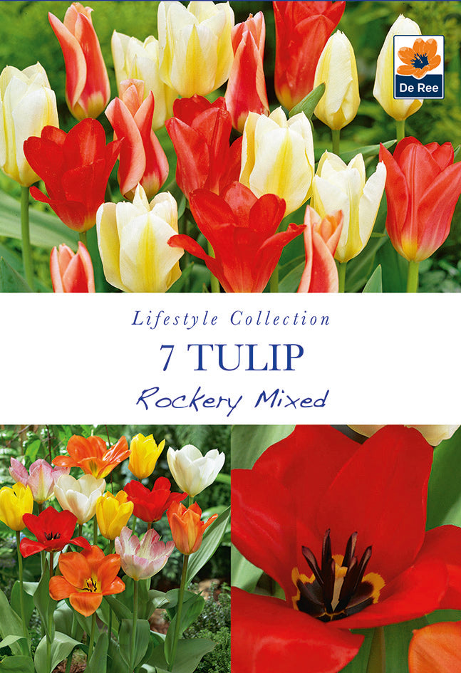 A collage displays vibrant red, yellow, white, and orange Compact Tulips with green foliage, labeled “Tulip Dwarf Rockery Mixed Bulbs 5 Bulbs.” Ideal for spring containers. Includes a close-up of a red tulip.