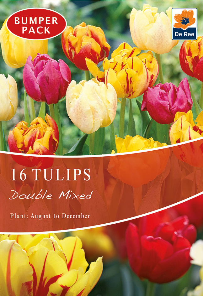 Tulip Double Mixed (16 Bulbs)
