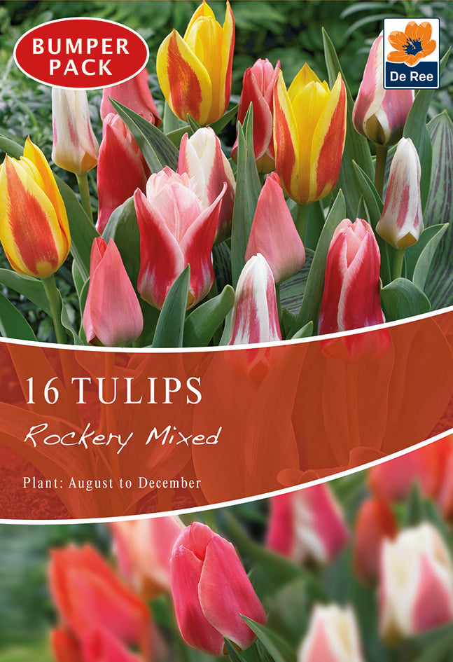 Tulip Dwarf Rockery Mixed Bulbs (12 Bulbs) are ideal for container planting and beautifully showcase spring-flowering bulbs.