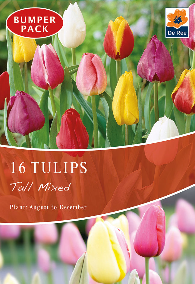 Tulips Tall Mixed (16 Bulbs)