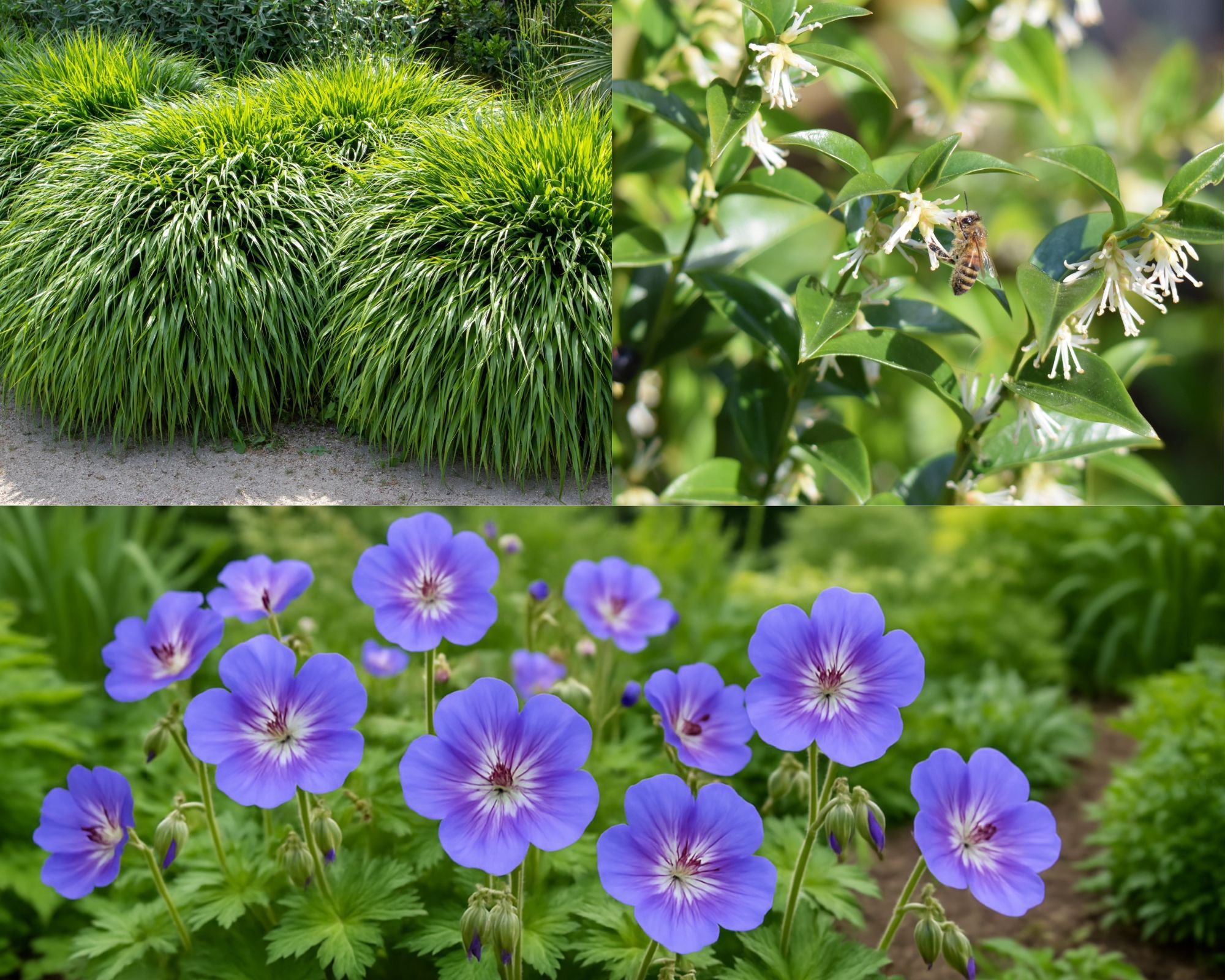Dylan's Top 3 Plants For A Shady Spot (Instagram Post 14/08)