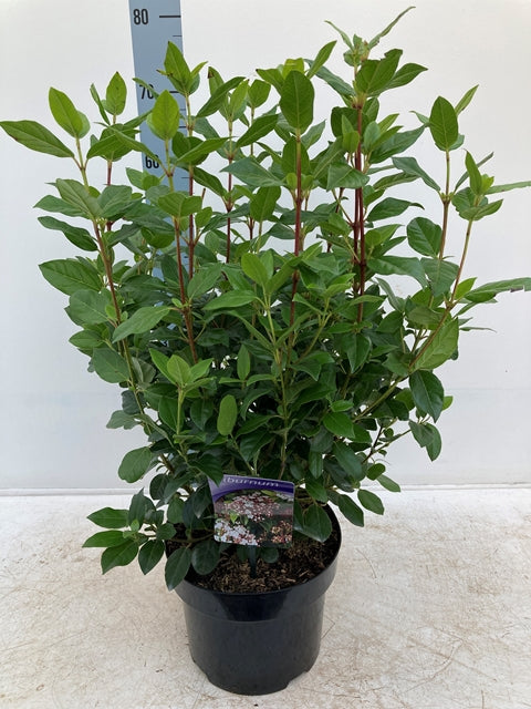 The Viburnum tinus 2L / 5L, an evergreen shrub with winter flowers, grows beautifully in a pot.