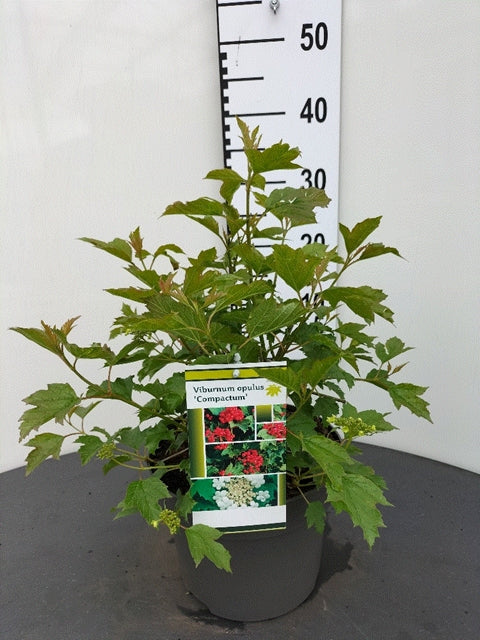 Viburnum opulus Compactum 3L