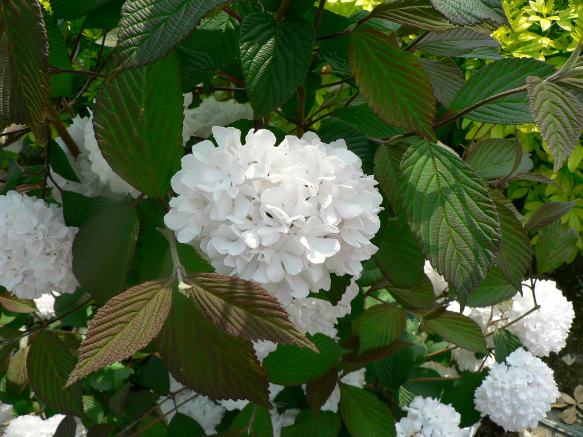 Viburnum opulus &#39;Roseum&#39; (Snowball) 9cm / 2L / 5L