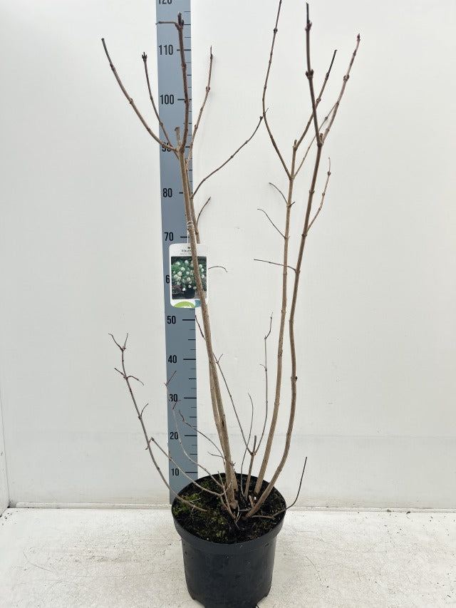 Viburnum opulus &#39;Roseum&#39; (Snowball) 9cm / 2L / 5L