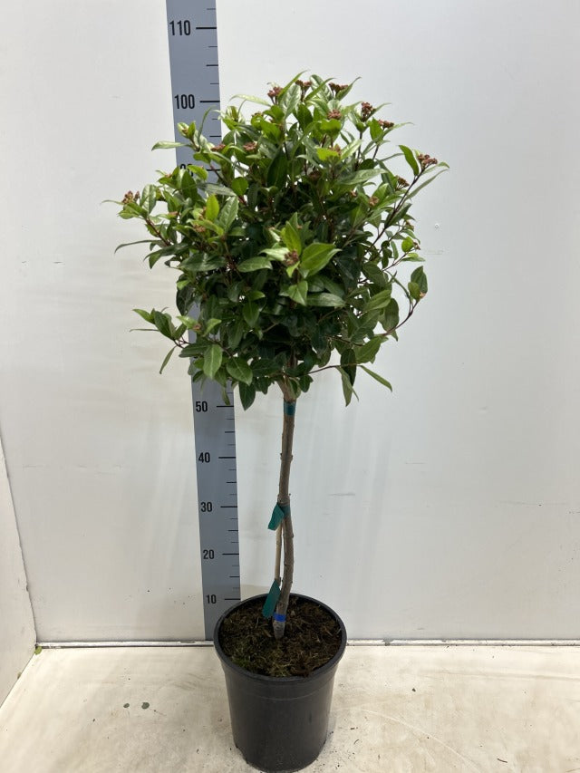 The Viburnum tinus Patio Tree (90-100cm) features a tall single stem and a round, leafy top, displayed against a white background with a height measuring chart behind it.