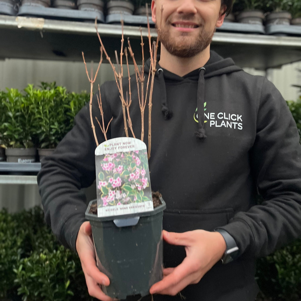Wearing a black One Click Plants hoodie, a person holds a potted Weigela &#39;Nana Variegata&#39; 2L with a pink flowers label. In the background, shelves display rows of lush green and variegated foliage plants.