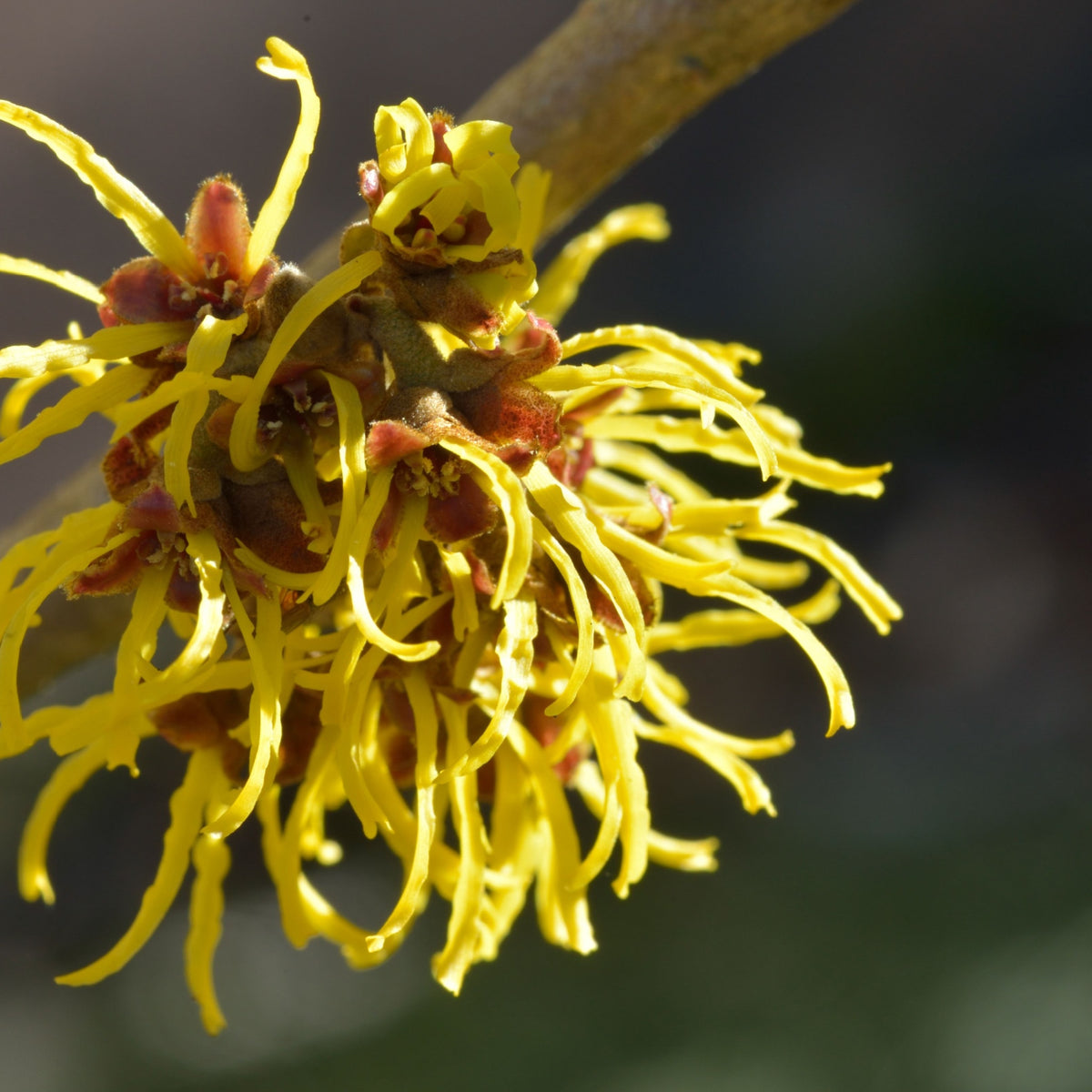 Hamamelis x intermedia &#39;Westerstede&#39; 2L (40-50cm)