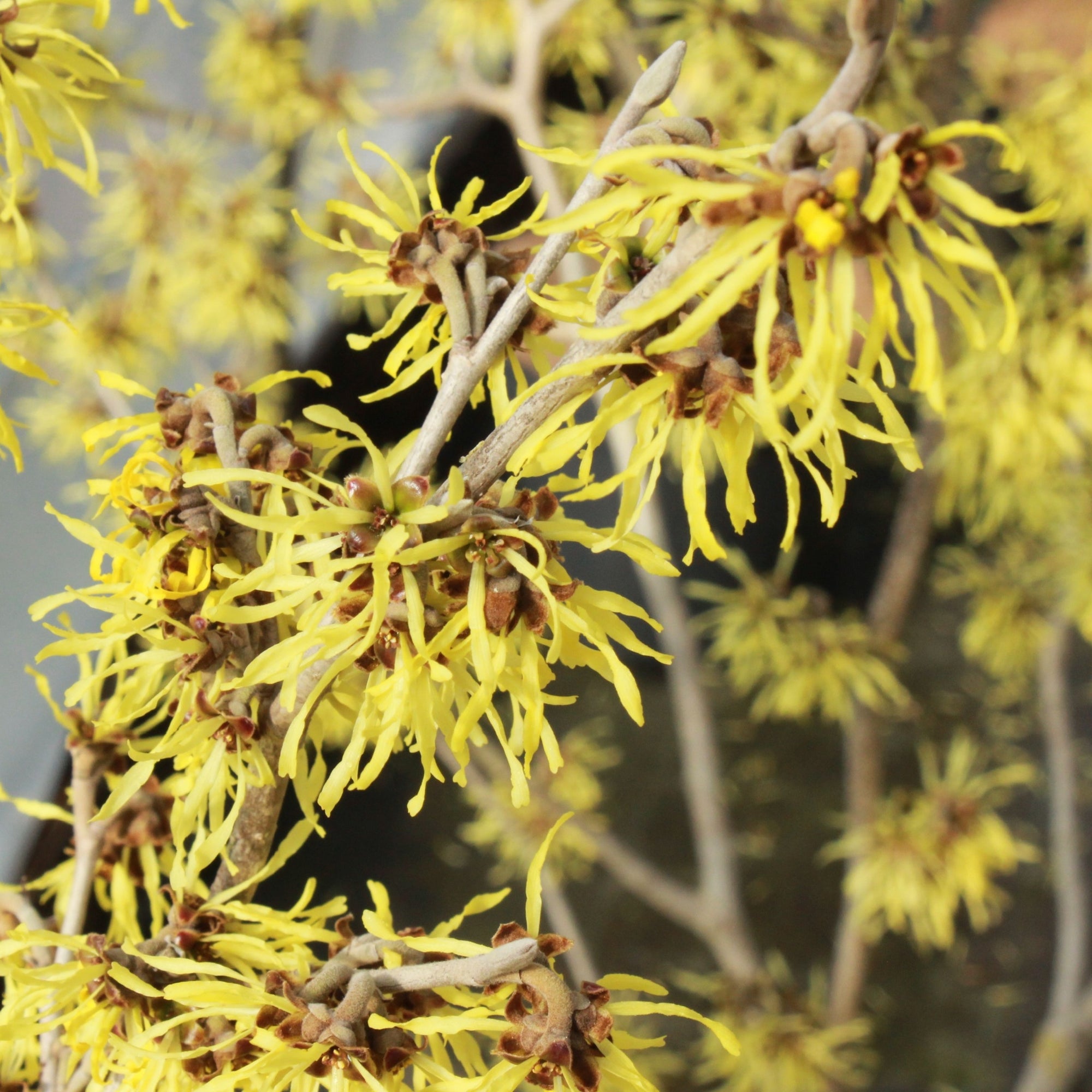 Hamamelis x intermedia 'Westerstede' 2L (40-50cm)