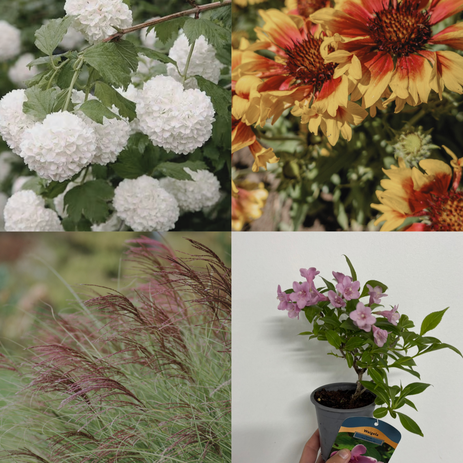 A collage of four images: white snowball flowers, yellow-red blanket flowers, feathery pink grass, and a hand holding light purple blooms from the Ready, Set, Grow! (3 x 9cm Plants) easy care bundle.