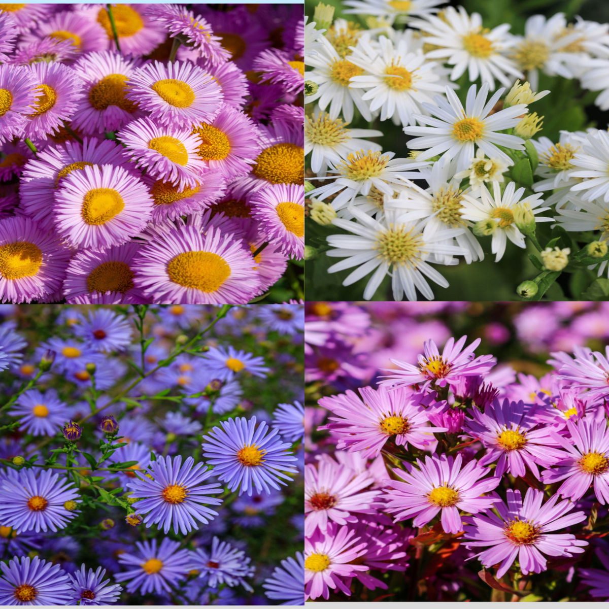 Mix of 3 Asters (3 x 9cm Pots)