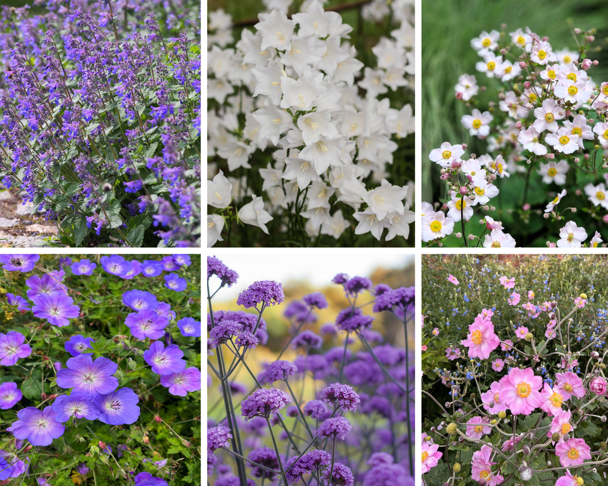 Chloe&#39;s Colour Mix (May - Oct) 5 x 9cm Pots